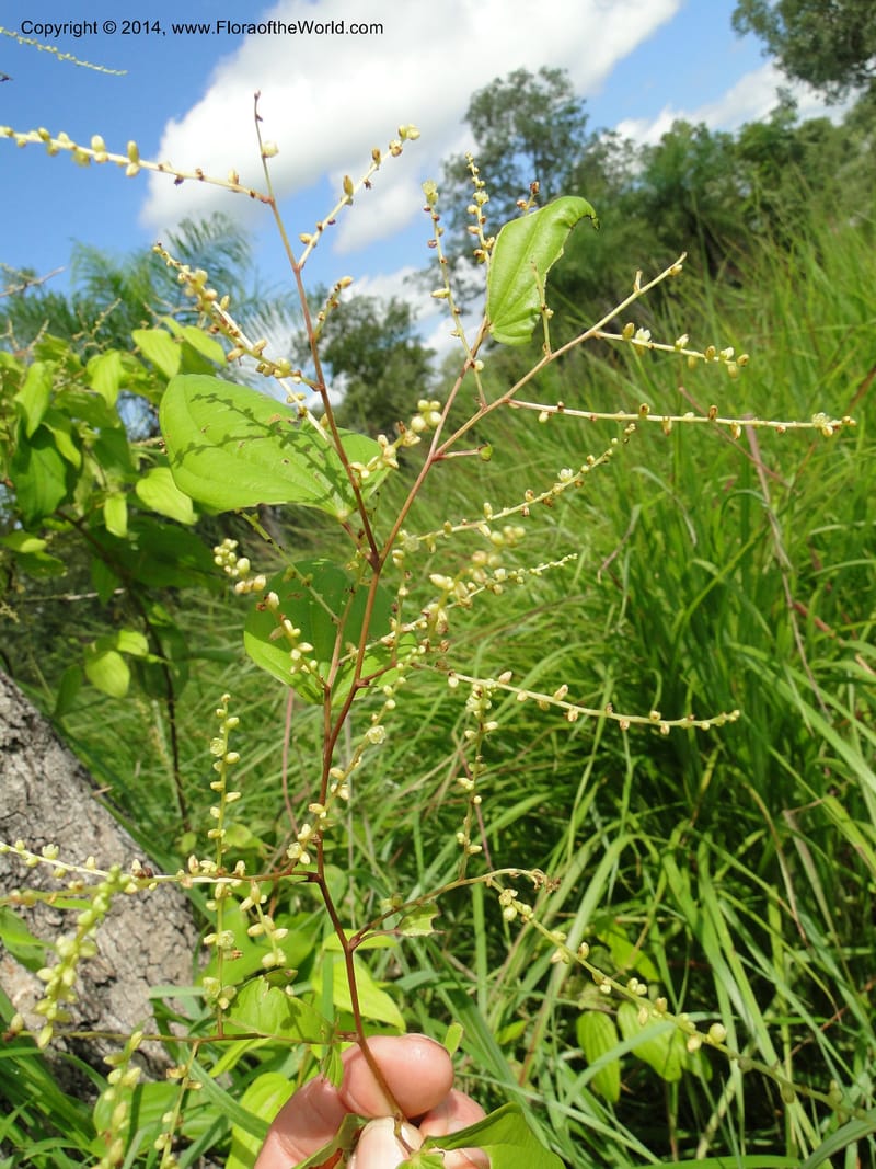 Dioscorea, Stevens,  W. D 31168, Garay Cue, 19 Mar 2011 2366 (4).JPG