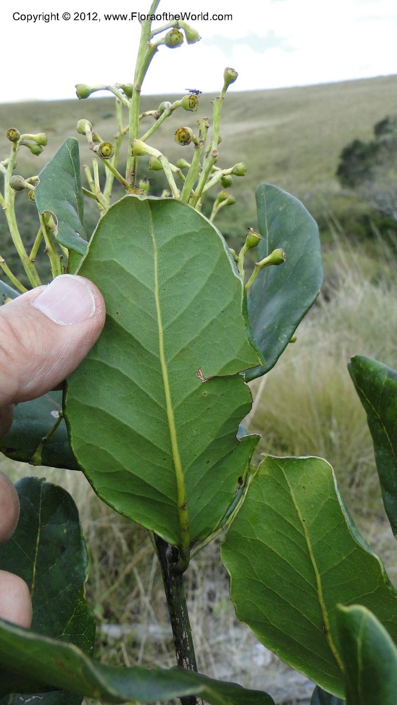 Ocotea, D. Ravelonarivo 3390--Madagascar. E of Ambositra toward Antoetra. 2 May 2010 325 (5).jpg