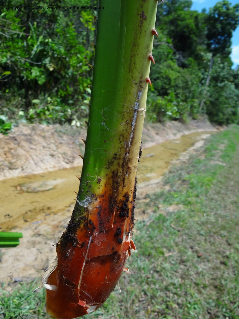 Pandanus kamiae, Callmander, M 1021--Sabah. Klias Forest Reserve. 3 Apr 2012. DSC06489 (109).JPG