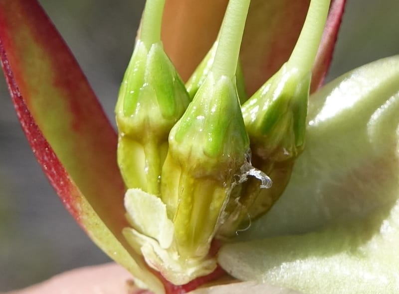 Darwinia speciosa, Davidson, C 13415--Australia. Kingia locality. 23 Oct 2016. DSC04566 (105).JPG