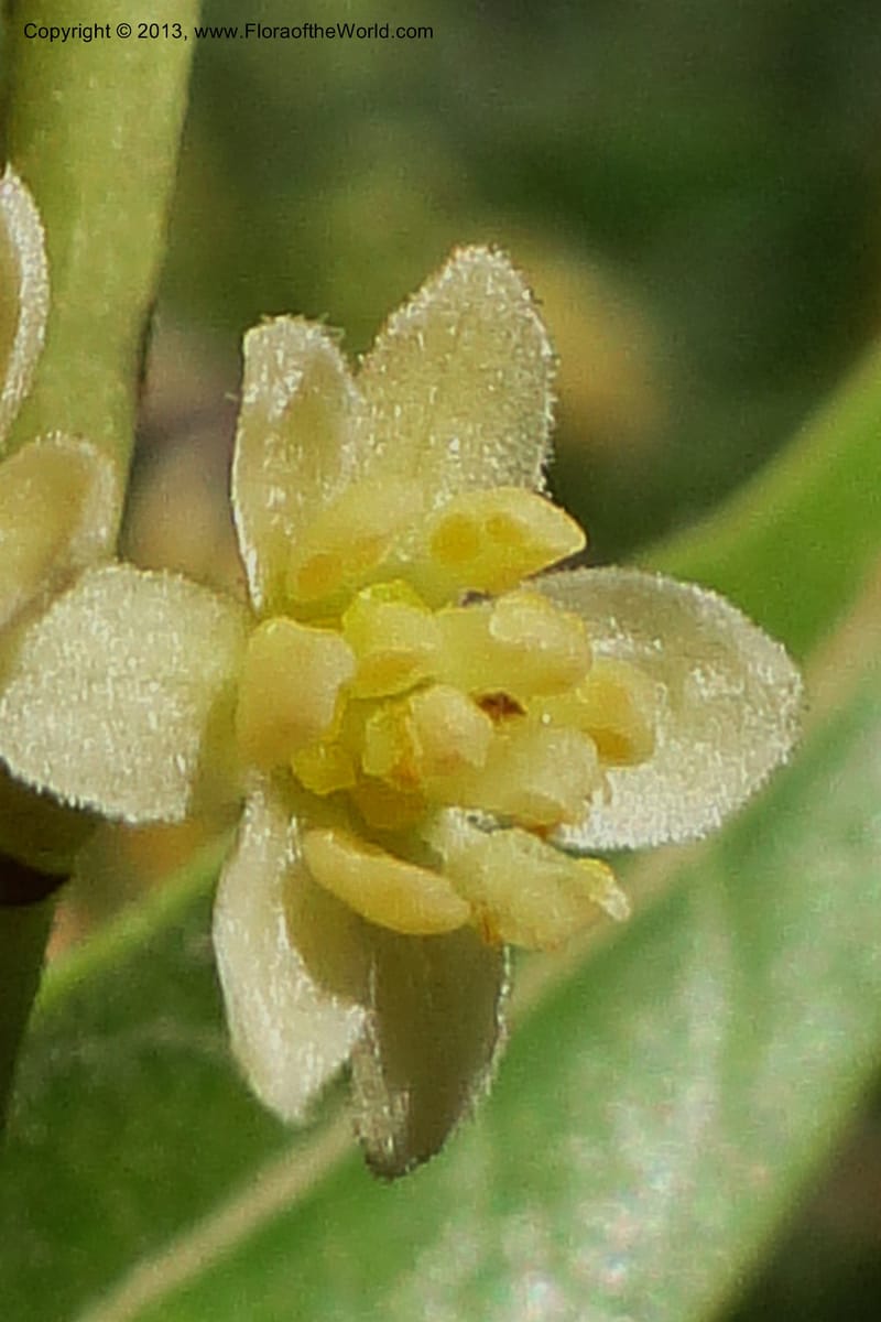 Ocotea puberula, W. D. Stevens 31130--Paraguay. Edo. Amambay. Cerro Cora. Picada Lorito. 16 Mar 2011. 001 (8).jpg