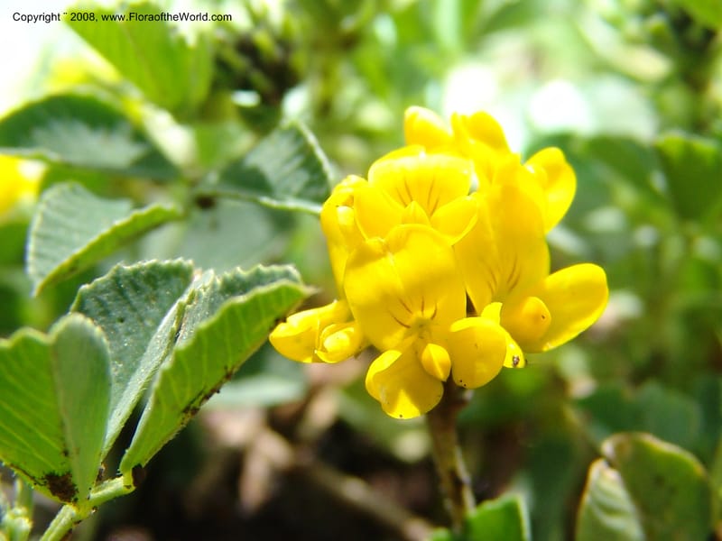 Medicago dzhawakhetica--Georgia. Vic. of Tskhrats'karo Pass. 7 Jun 05. 255.jpg