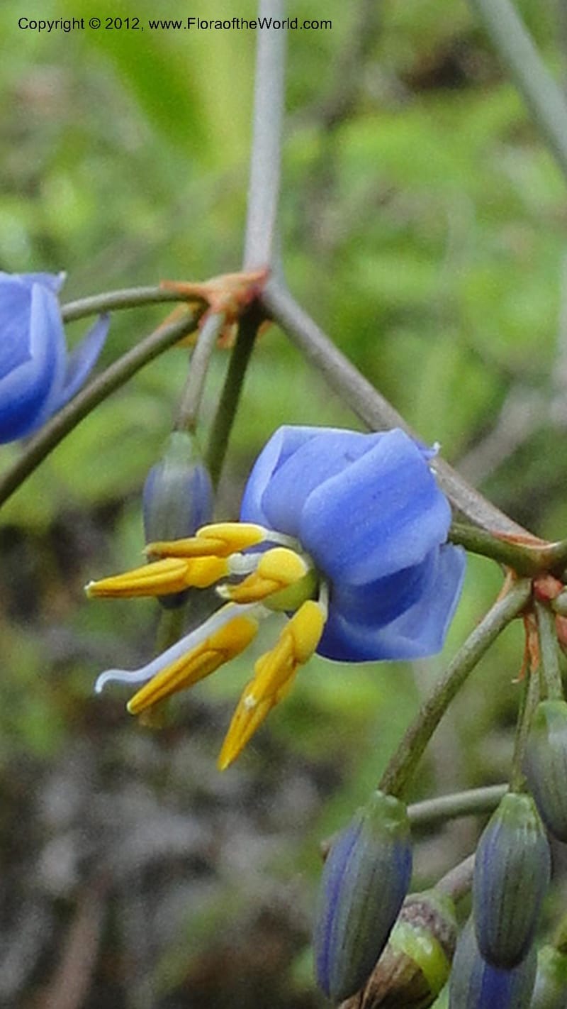 Dianella ensifolia, A. Ramahefaharivelo 168--Madagascar. Ambolotara. Ambodini, Vatovavy. 3 May 2010 177 (53).jpg