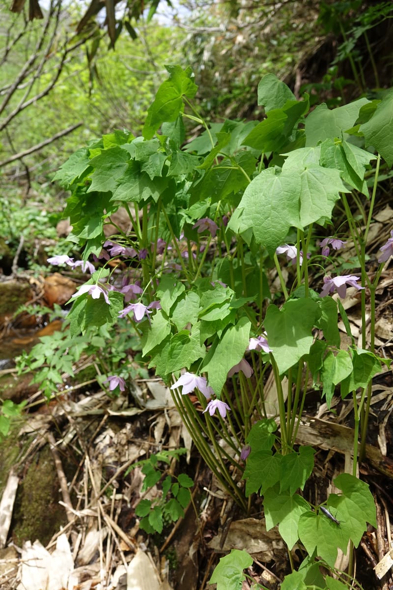 Ranzania japonica--Japan. Myoko Kenmin-no-mori. Hiuchiyama Trial. 27 May 2016.  (179).JPG