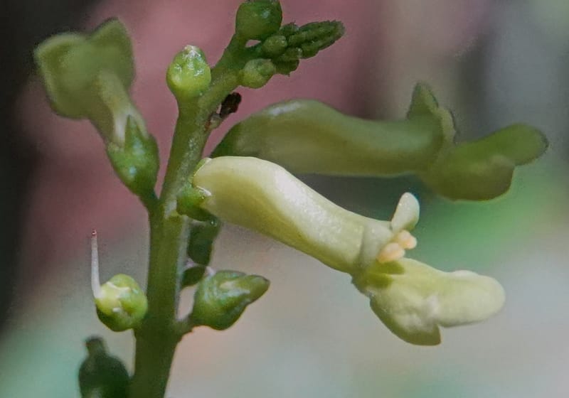 Thomandersia laurifolia, C. Davidson 13964--Gabon. Arb. Sibang. 5 Nov. 2018. DSC02235 (340).JPG