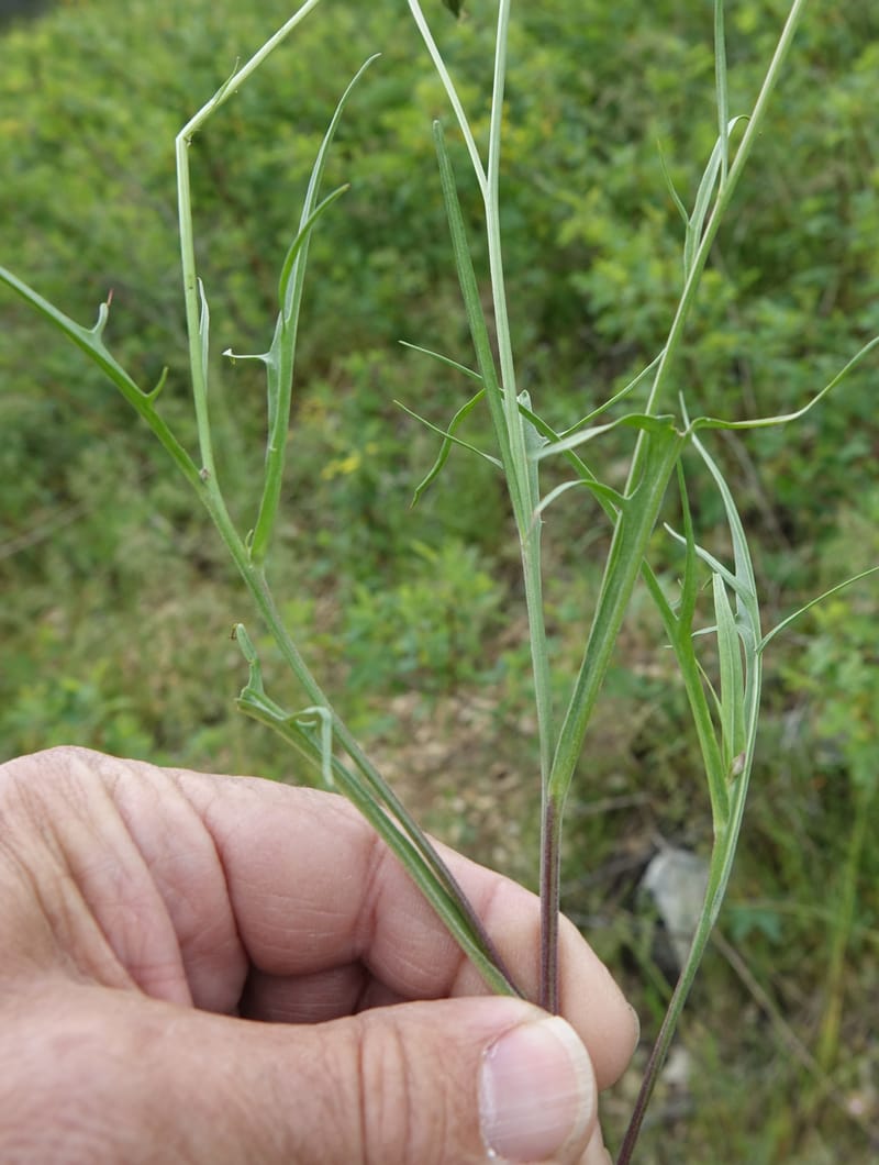 Microseris nutans, C. Davidson 13583--ID. Boise Co. Scott Mtn. L.O. Rd. 25 May 2017. DSC00708. JPG (231).JPG