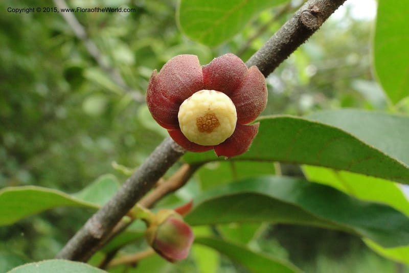 Uvaria, Regalado 1954--Viet Nam. Forest Block 19. 15 May 2011. 144 (6).jpg