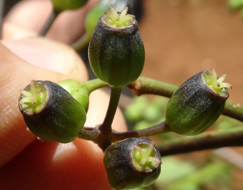 Plerandra polydactylis, Lowry, P 7420--New Caledonia. PinPin. 20 Nov 2015. DSC03938 (398).JPG
