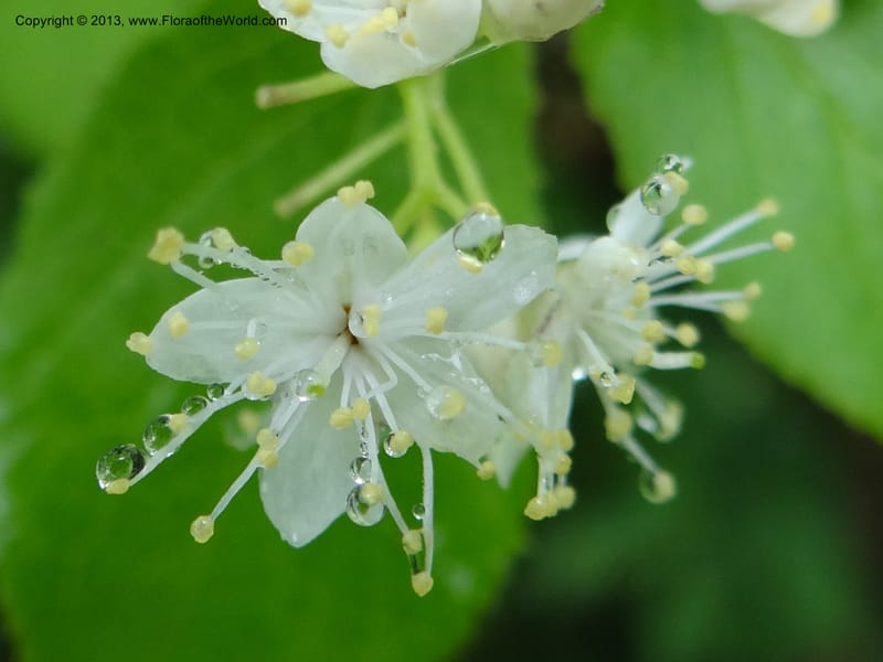 Symplocos paniculata, Davidson, C 11994--China. Zhejiang Prov. Tian Mu Shan. 2 Jun 2012. DSC01554 (172).JPG