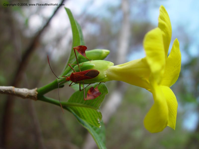 Stemmadenia obovata--Costa Rica. Palo Verde Biol. Sta. 1 Apr 03. 147.jpg