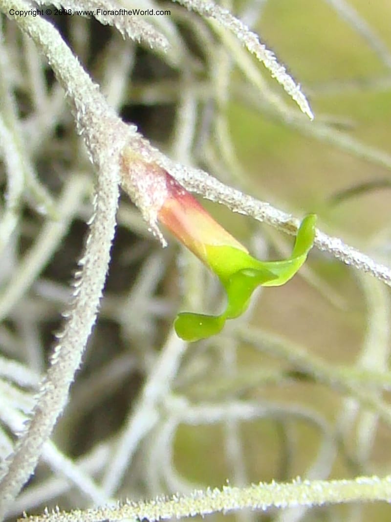 Tillandsia usneoides, CDavidson11164--TX. Walker Co. Newport Village Rd. 27 Apr 08. 146.jpg