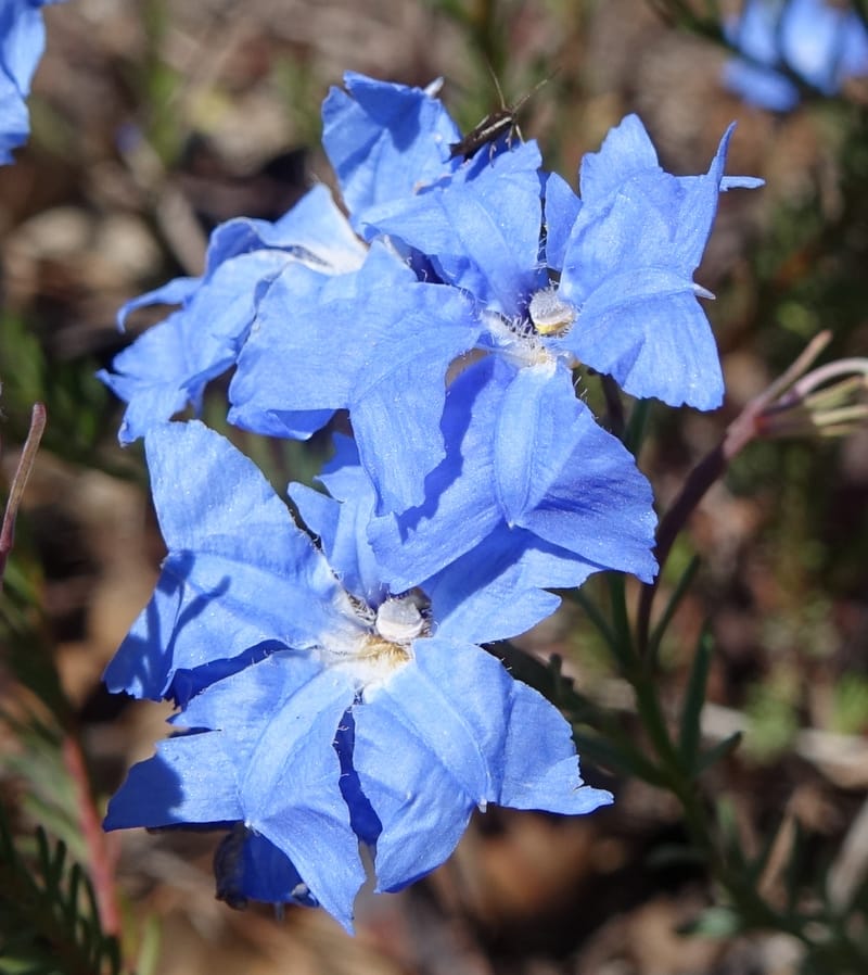 Lechenaultia biloba, not collected--Australia. W.A. Flora Rd. 22 Oct 2016. DSC03739 (56).JPG