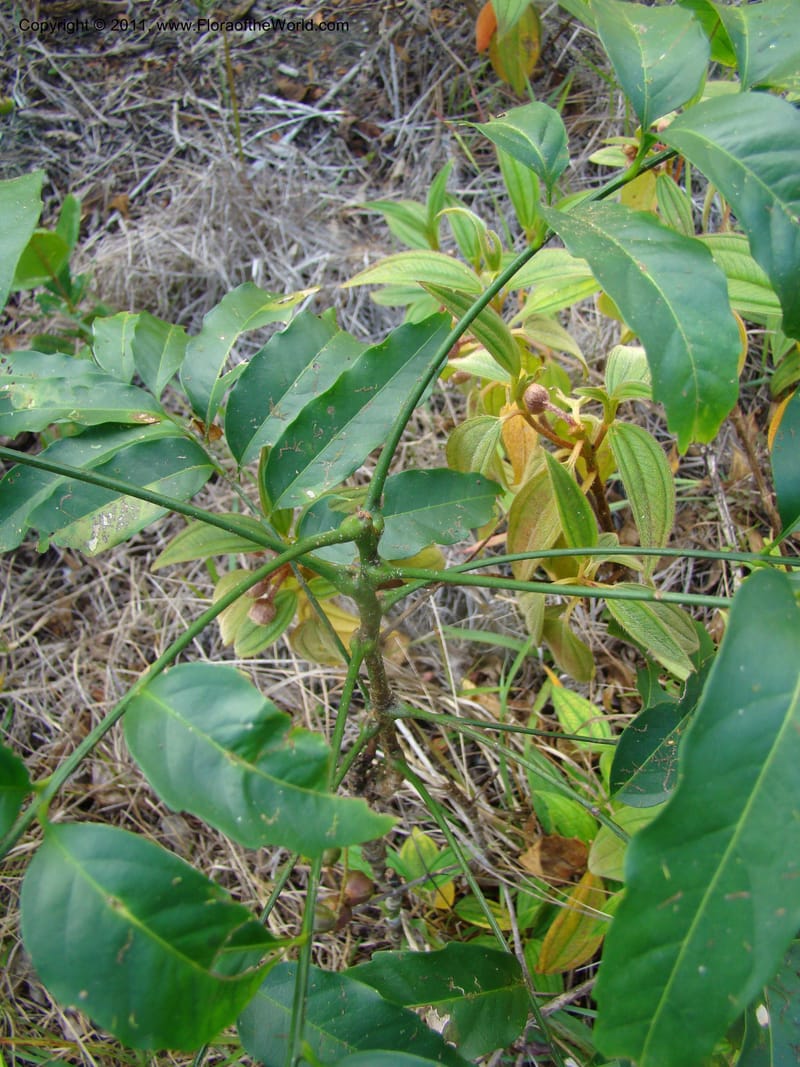 Cupaniopsis, Munzinger, J 4744--New Caledonia, Prov N, Mt. Mandjelia,  13 Nov 2007 229 (7).jpg