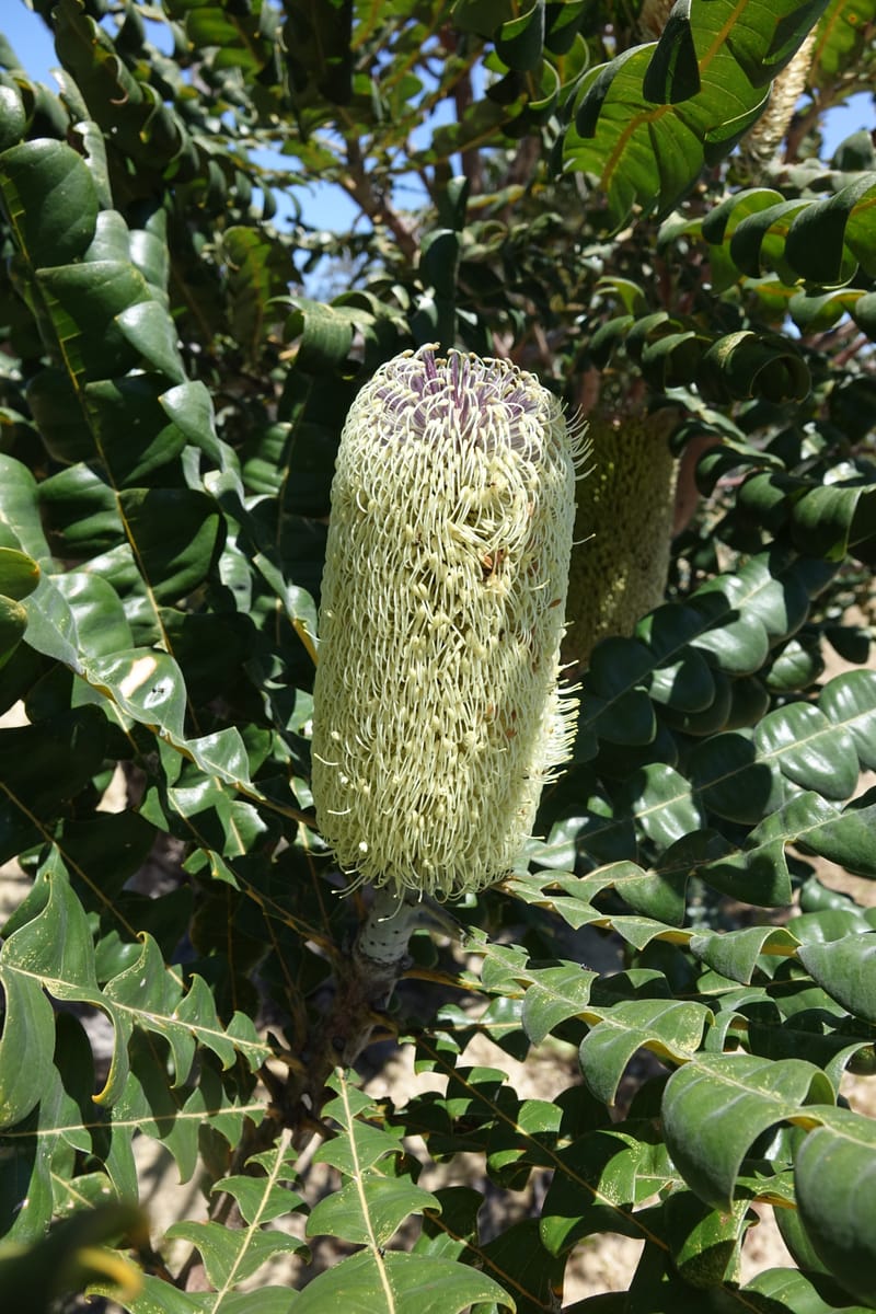 Banksia grandis, Not collected--Australia. W.A. Koondoola Bushland. 22 Oct 2016. DSC03457 (266).JPG