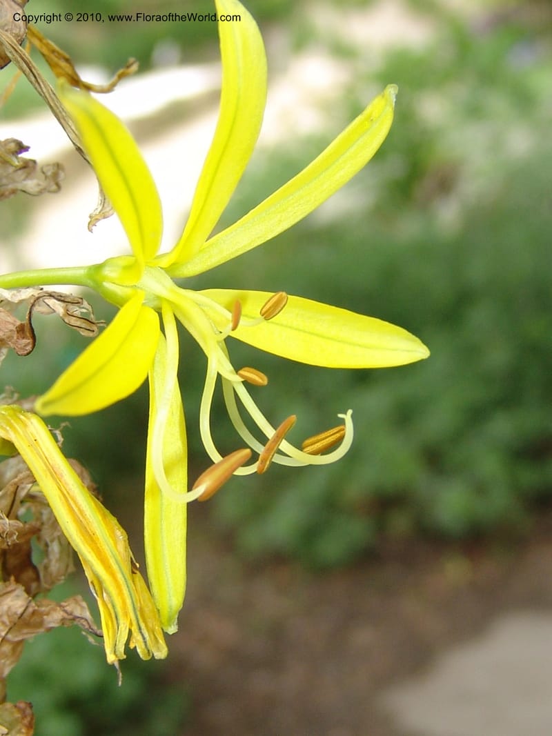 Asphodeline lutea--France. Paris. Jardin des Plantes. 28 Apr 05. 094.jpg