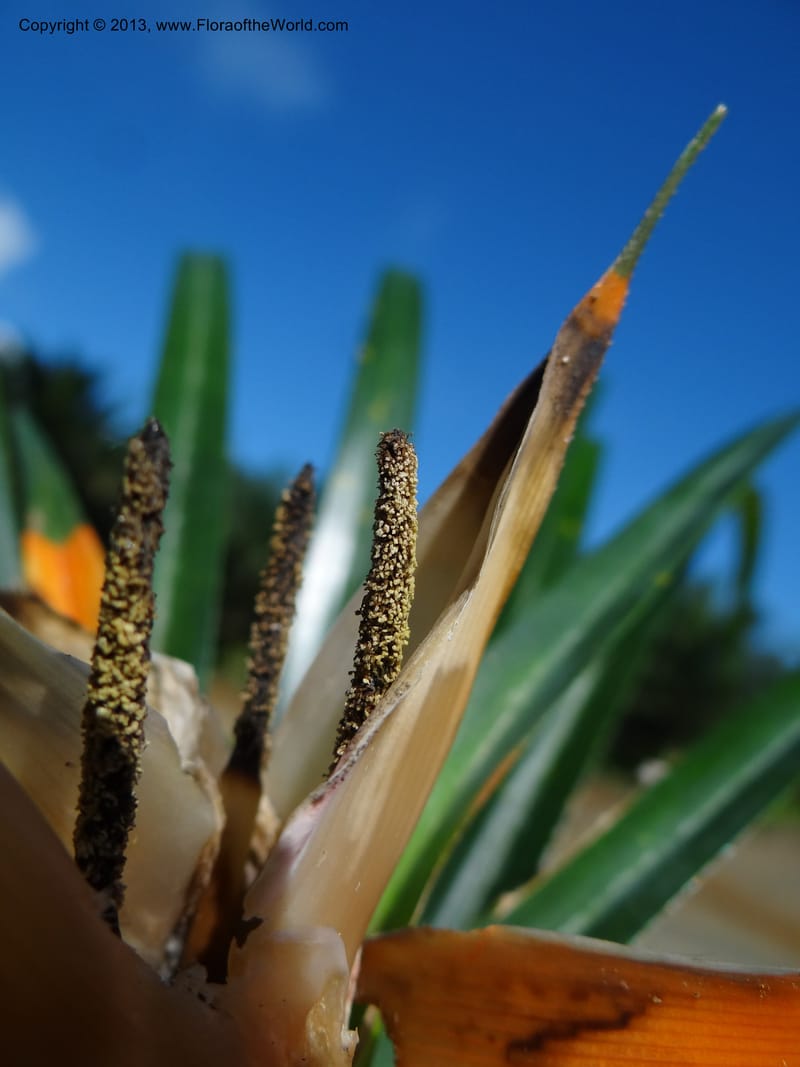 Freycinetia robinsonii var. meijeri, Callmander 1031--Malaysia. Sabah. Tahan Niaga Plantation. 8 Apr 2012. DSC07609 (29).JPG