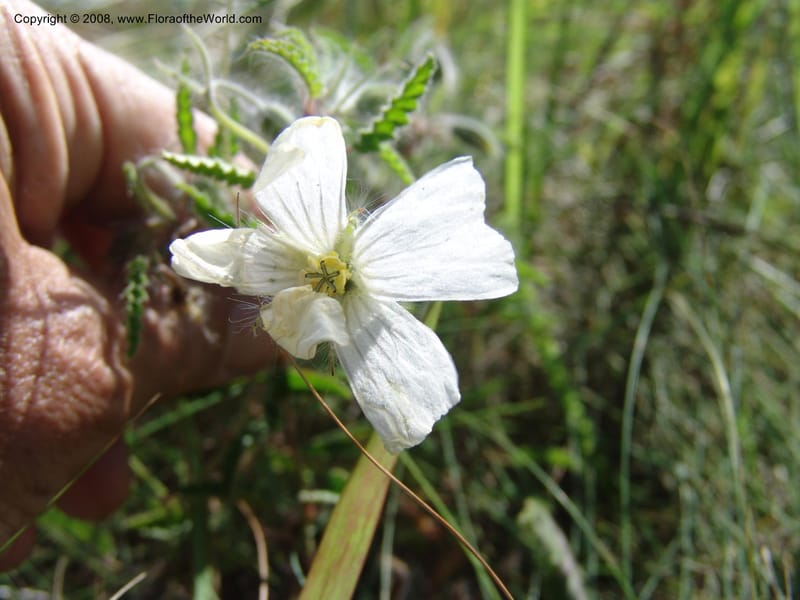 Monsonia praemorsa--So.Africa. E. Cape. Umtamvuna Nat. Res. 11 Mch 05. 313.jpg