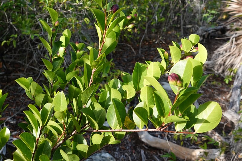 Chrysobalanus icaco--Belize. Belize Distr. Ambergris Caye. Secret Beach. 13 Jun 2019. DSC09714 (720).JPG