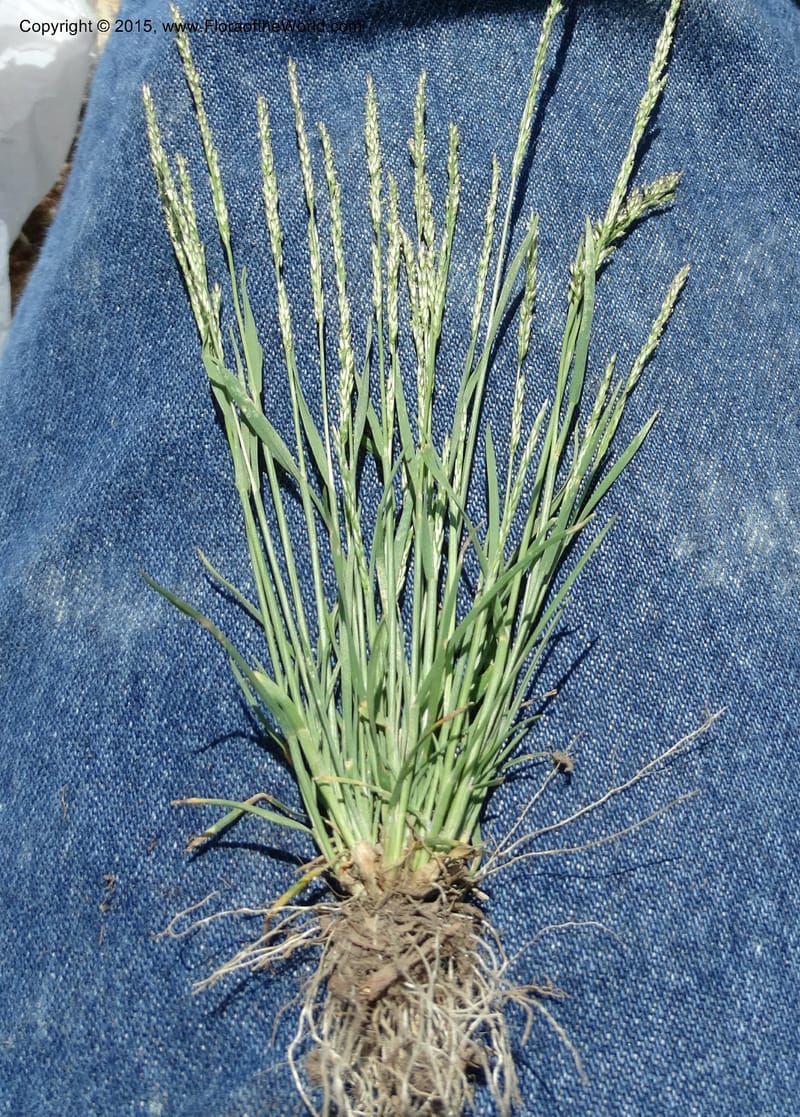 Sporobolus, Davidson, C 12579--Idaho. Valley Co. Lick Cr. Summit. 14 Jul 2014.  (114).JPG