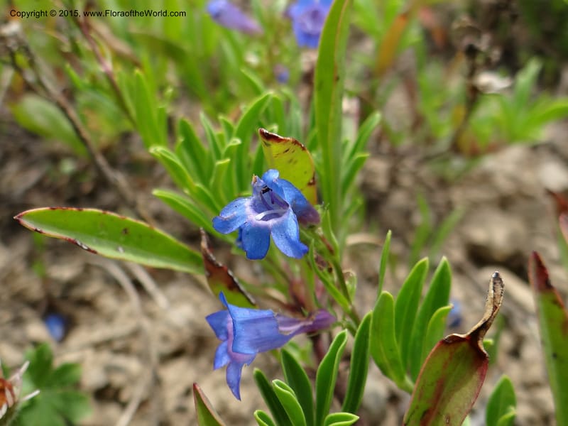 Penstemon leonardii, Mansfield, D 12-644--ID. Bear Lake Co. Mt. Sherman. 13 Jul 2012. DSC03601 (104).JPG