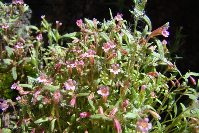Mimulus breweri, C. Davidson 11466--ID. Valley Co. Warm Lake. 16 June 2009. 104.jpg