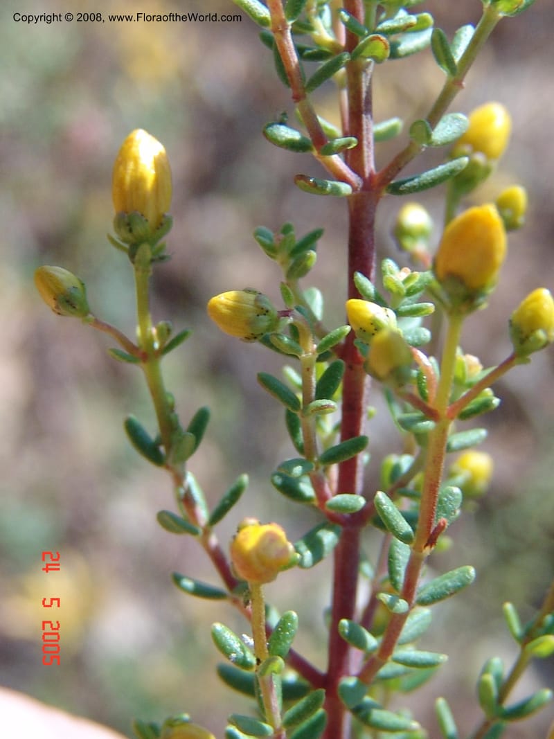 Hypericum empetrifolium ssp oliganthum--Crete. Ep. Apokoronos. Diktamos Gorge, ca. Stylos. 23 May 05. 077.jpg