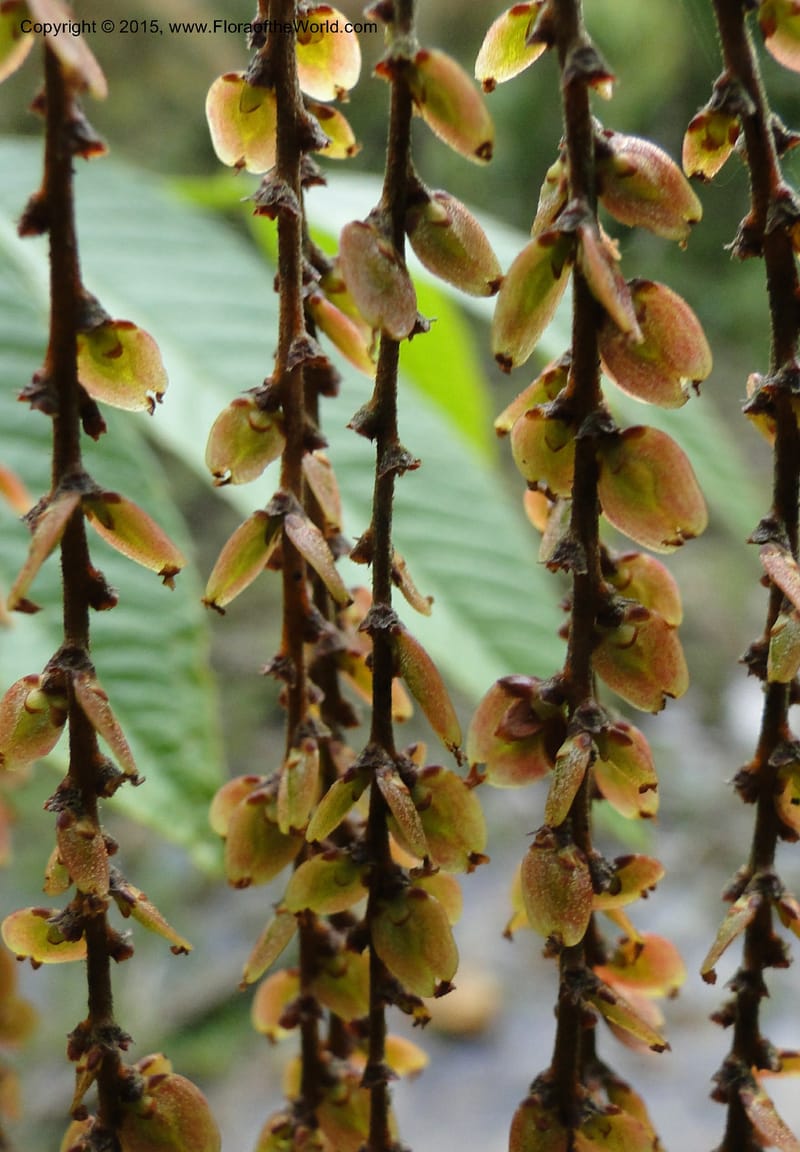 Rhoiptelea chiliantha, Regalado 1809--Viet Nam. Trail to Siu Chai Commune. 5 May 2011. 306 (13).jpg