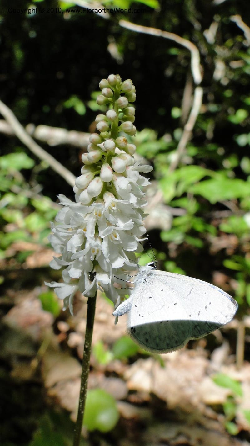 Galax aphylla--North Carolina. Hanging Rock State Park. 26 May 2010. 001 (4).jpg