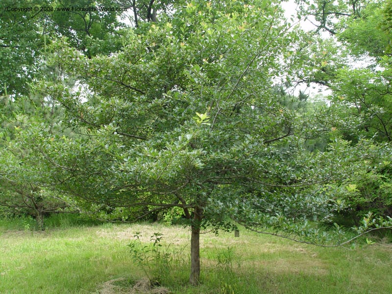 Crataegus crus-galli, 159-87-B--MA. Arnold Arboretum. 30 Jun 03. 003.jpg