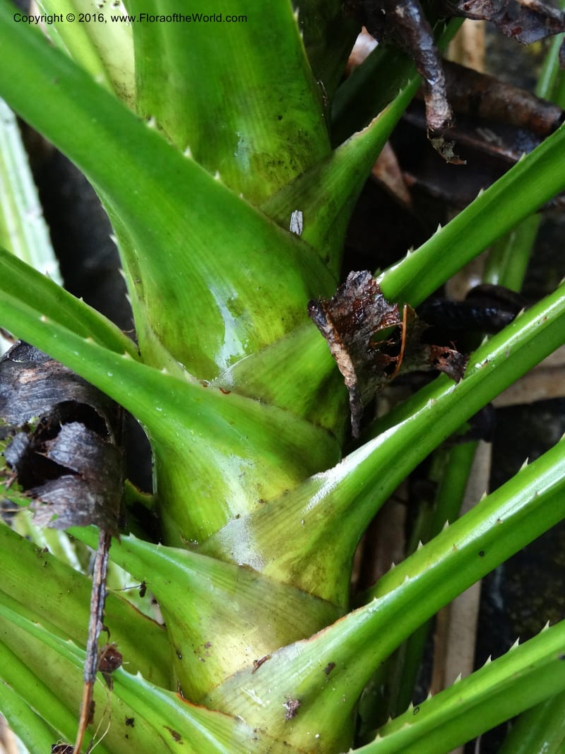 Pandanus borneensis, Callmander, M 1186--Sabah. G. Silam. 1 Oct 2014. DSC00937 (185).JPG