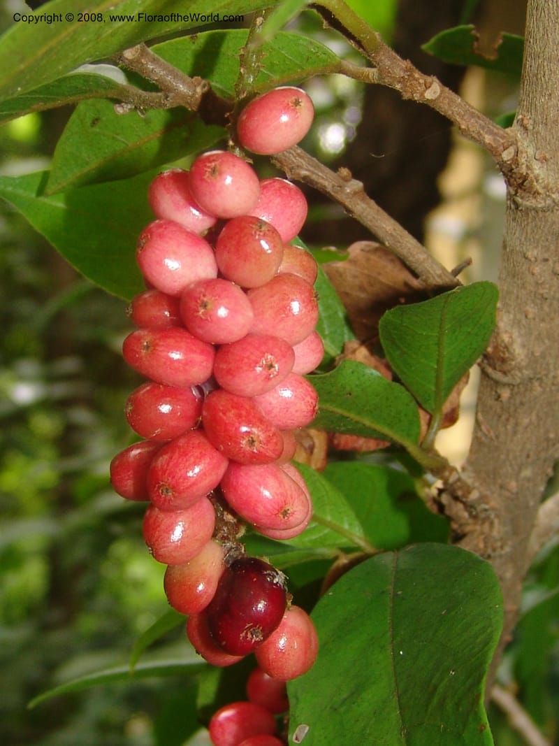Antidesma voegelianum, W138--So. Africa. Mpumalanga. Karino. Whyte Thorne. 19 Mch 05. 222.jpg