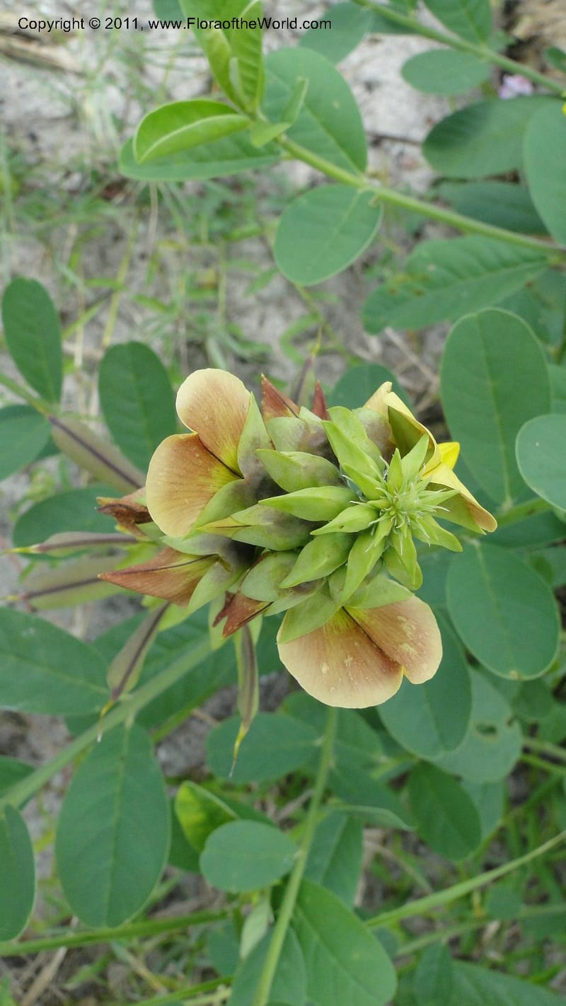 Crotalaria, R. Gereau 7170--Tanzania. Beach near Bagamoyo Country Club. 8 May 2010. 209 (100).jpg