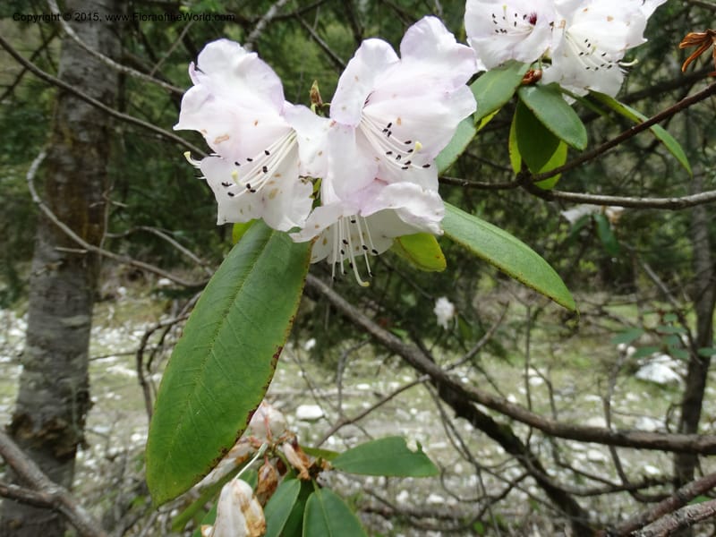 Rhododendron, Boufford, D 43643--China. Sichuan. XiaYingShan to XiangZhai. 10 May 2014. DSC05109 (165).JPG