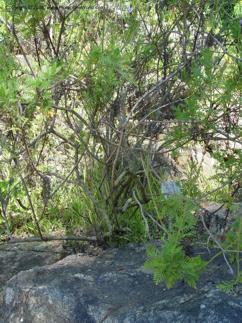Lavandula canariensis--Spain. Blanes. Marimurtra Bot. Gard. 24 Apr 04. 006.jpg