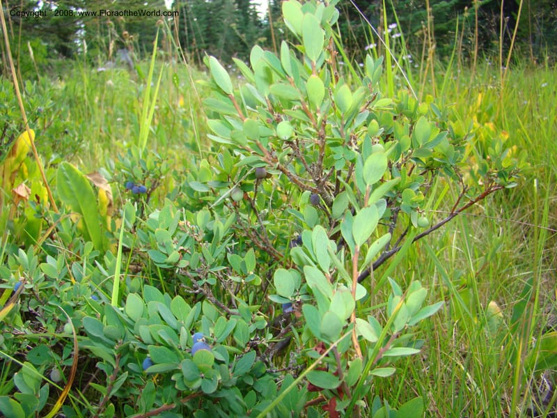 Vaccinium occidentale, CDavidson11283--ID. Idaho Co. Granite Lake. 25 Aug 08. 042.jpg