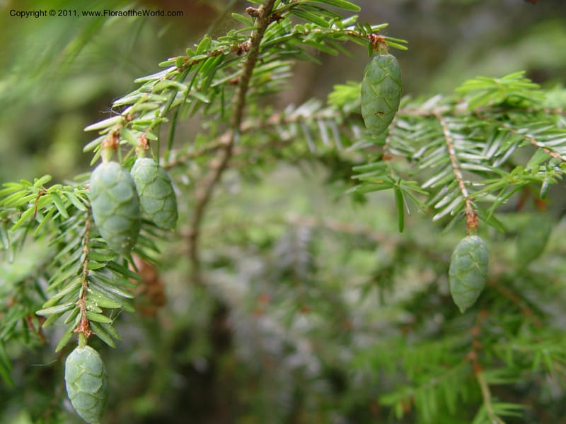 Tsuga canadensis--CT. Near Ashley Falls. Bartholomew's Cobble. CD28 Jun 03. 024.jpg