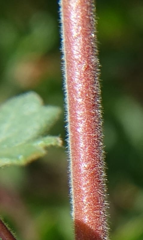 Rhus aromatica, C. Davidson 13590--CA. Tehama Co. W of Vestal Rd. on Hwy 36. 6 June 2017. DSC01078 (27).JPG