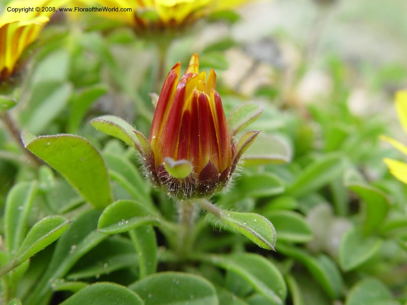 Asteriscus maritimus--Spain. Almeria Prv. Cabo de Gata. Playa de Playazo. 16 Apr 04. 049.jpg