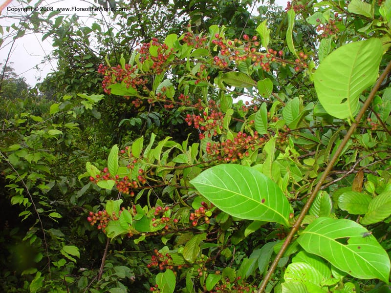 Davilla aspera, JSmith4166--Fr. Guiana. Piste de Saint-Elie. 19 Mch 02. 002.jpg