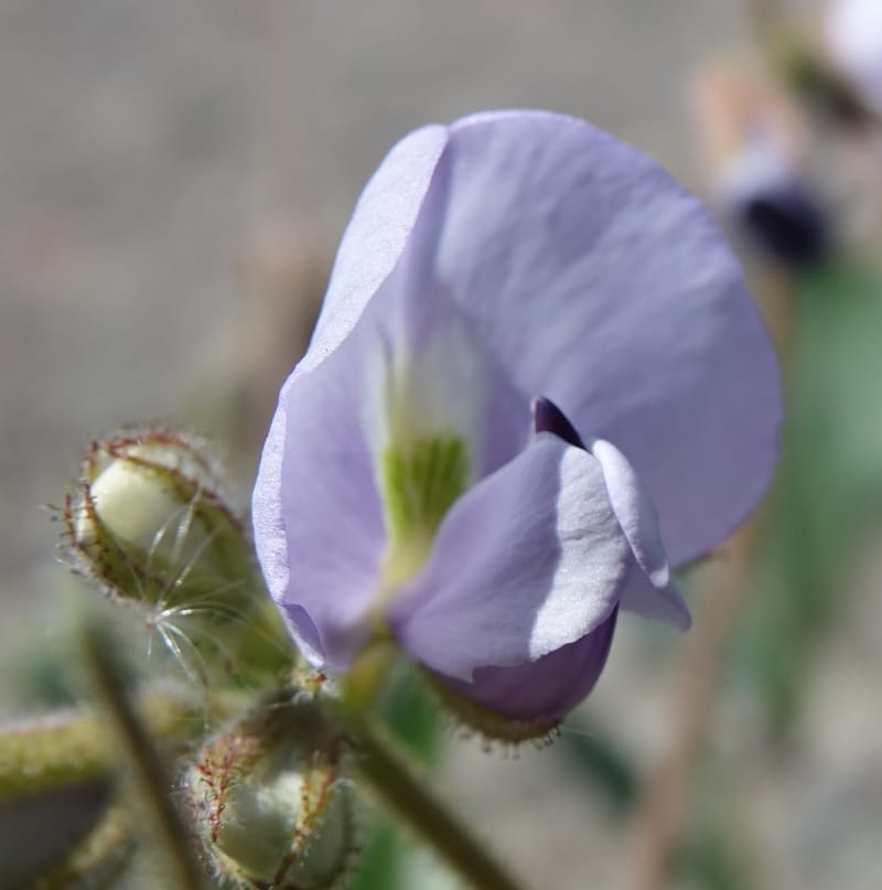 Poissonia heterantha, Fortunato 13088--Argentina. Hwy 150 W of Jachal. 5 Feb 2018. DSC08346 (44).JPG