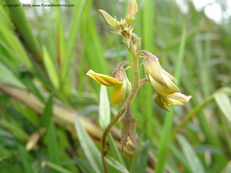Crotalaria, Croat93485--Ecuador. Prov. Napo. Hwy . 13.5 km E of Baeza. 17 Aug 04. 028.jpg
