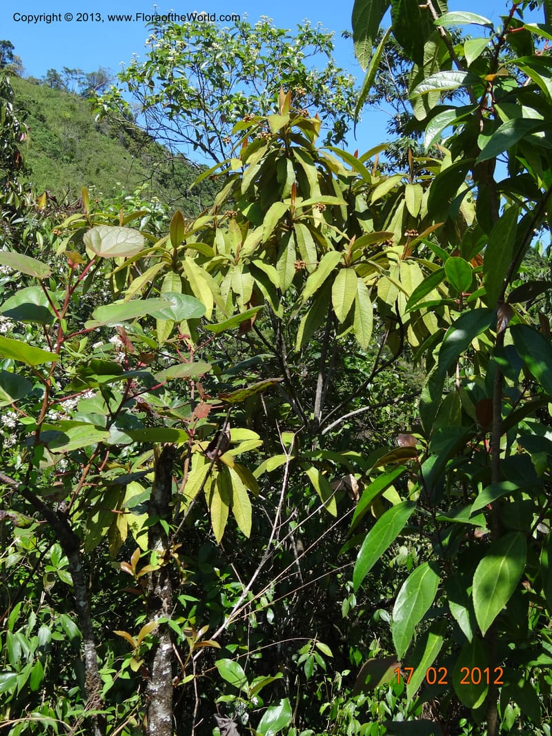 Saurauia sp. unk., Martinez-Melendez, M 427--Mexico, Chiapas, Palenque-Ocosingo 17 Feb 2012  3225 (4).JPG