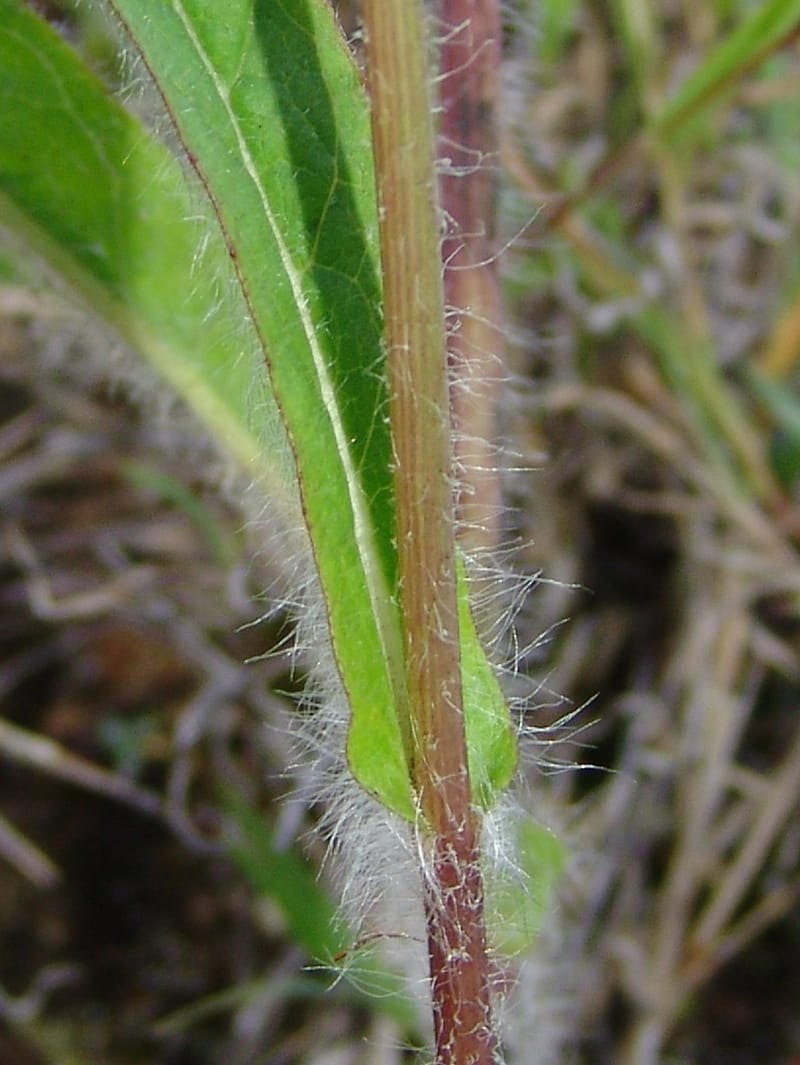 Hieracium cf, Croat95052--Ecuador. Prov. Carchi. Mira-San Isidro. 20 Feb 05. 309a.jpg