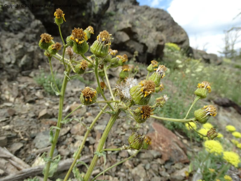 Senecio, Davidson, C 12598--ID. Idaho Co. Seven Devils Camp Ground. 15 Jul 2014. DSC00113 (306).JPG