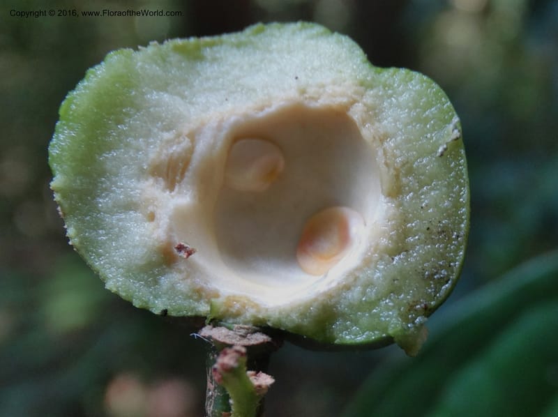Xanthophyllum, Davidson, C 12912--Sabah. Sub-stesen Sayap. 26 Mar 2015. DSC00551 (108).JPG