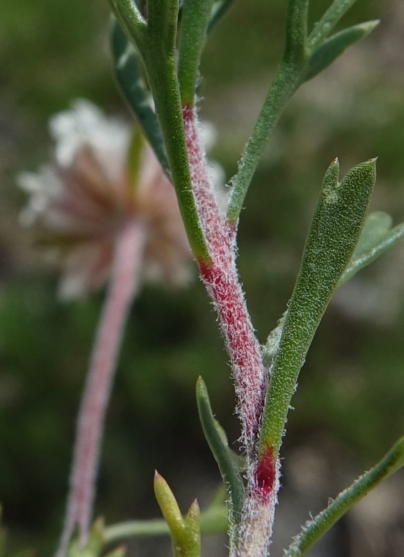 Ipomopsis congesta subsp. viridis, C. Davidson 13714--ID. Boise Co. Scott Mtn. L.O. rd. 15 July 2017. DSC03279 (100).JPG