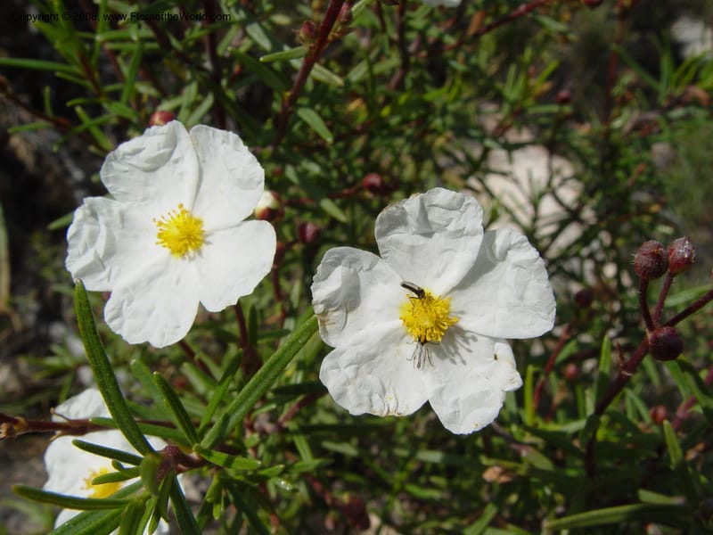 Cistus clusii--Spain. Andalucia. On C333, ca. 5 km E of Orgiva. 14 Apr 04. 062.jpg