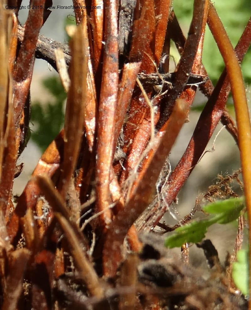 Woodsia scopulina, Davidson, C 12843--Idaho. Valley County. Sylvan Beach. 15 Jun 2015.  (53).JPG