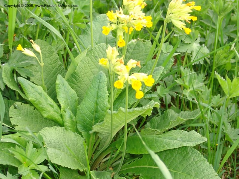 Primula macrocalyx--Georgia. Kazbeki. Ecol. Sta. Georg. Acad. Sci. 1 Jun 05. 074.jpg
