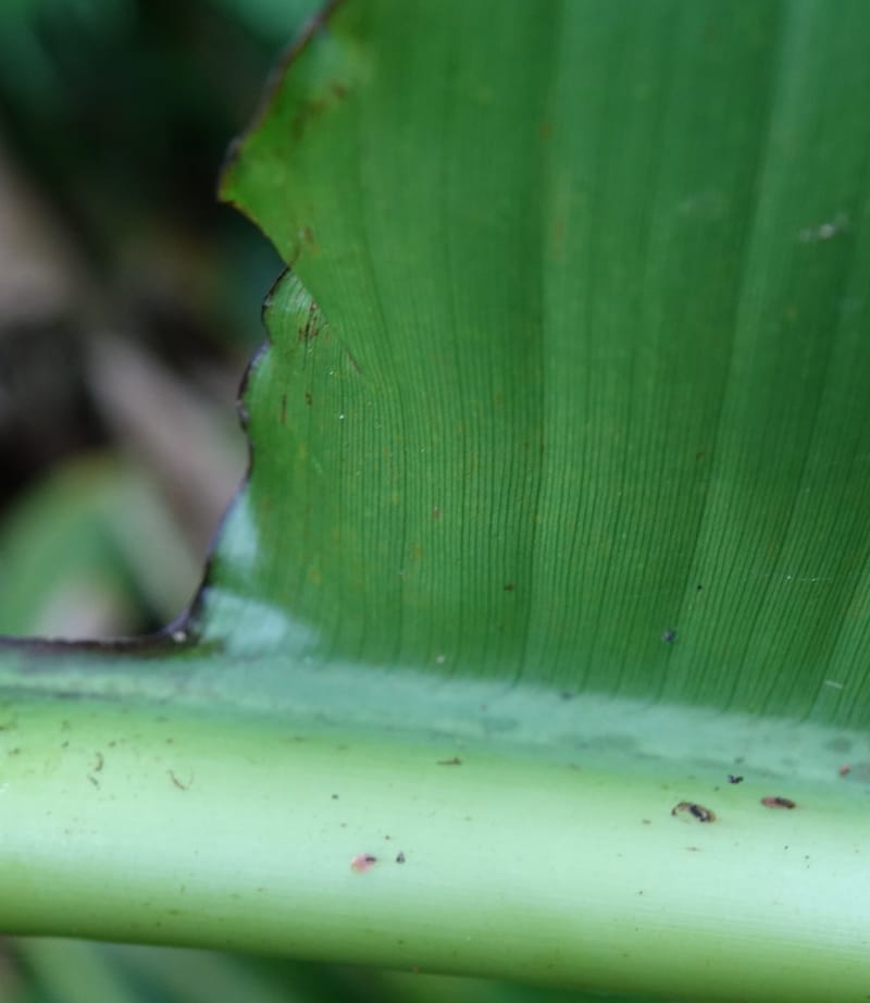 Musa formosana, Chung Kuo-Fang 3351--Taiwan. Wulai Distr. Wulai village. Hsing Hsian Trail. 19 May 2016. DSC03046 (161).JPG